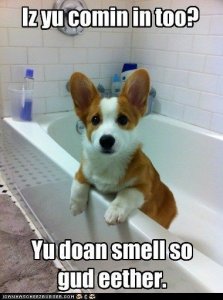 Dog Memes #humor #funny chihuahua Do you love….jpeg