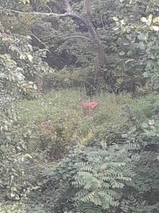 deer.jpeg
