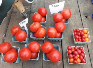 tomatoes.jpg