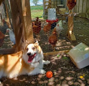 chickens.2020.JPG