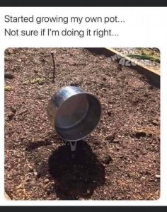 pot.jpg