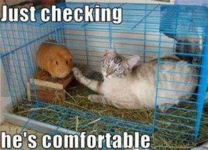 hescomfortable.jpg