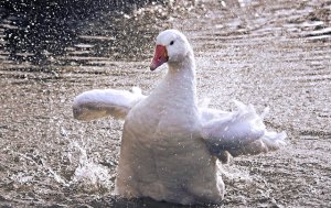 goose394994[1].jpg