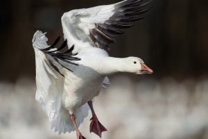 goose00394[1].jpg