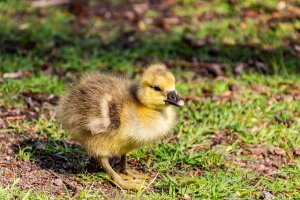 goose949949[1].jpg