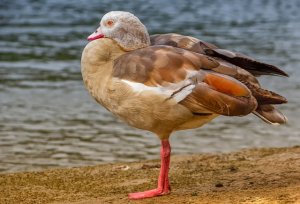 goose334[1].jpg