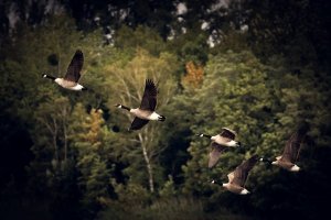 goose399494[1].jpg