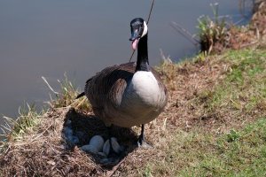 goose99493[1].jpg
