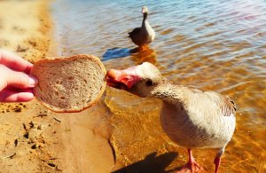 goose-2[1].jpg