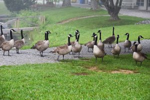 goose439494[1].jpg
