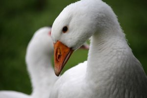 goose94994-2[1].jpg