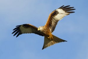 red kite 1.jpg