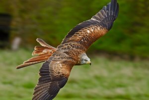 red kite 2.jpg