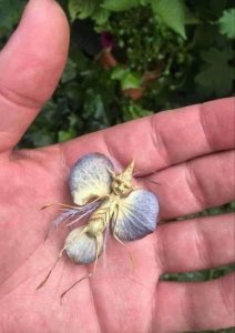 faerie.jpg