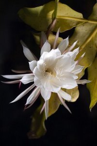 white stuff 222.jpg