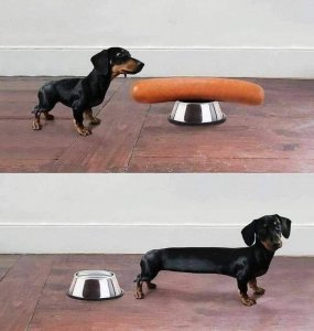 weinerdog.jpg