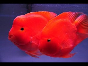 red-fish.jpg