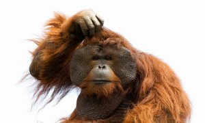 monkey-scratching-head-600x360[1].jpg