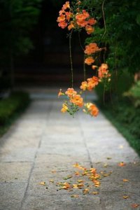 orange stuff.jpg