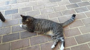 cat.jpg