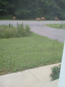 deer2.jpg
