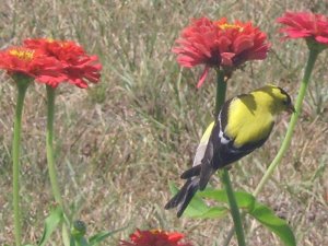 goldfinch.JPG