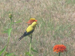 goldfinch2.JPG