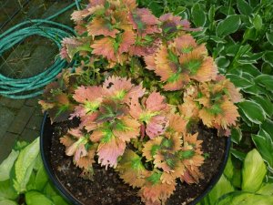 Coleus.JPG