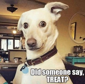 treat.jpg