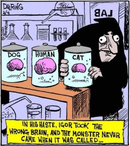 cat brain.jpg