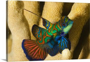 mandarinfish-synchiropus-splendidus-yap-micronesia,2212722.jpg