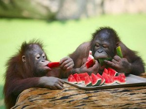 monkey watermelon.jpg