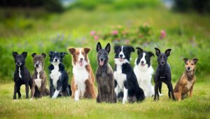 nine-dogs-in-grassy-field.jpg
