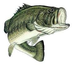 bass.jpg