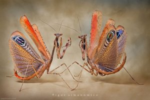 4-best-macro-photography.preview.jpg