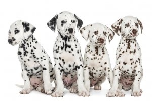 Dalmatian-puppies-sitting-in-a-row.jpg
