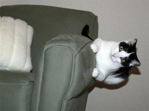 funny-cats-defying-gravity-physics-4-5f34fde5ef191__700.jpg