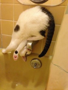 funny-cats-defying-gravity-physics-5f338ddc4cd1e__700.jpg