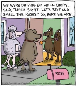 smellroses.jpg