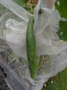 cucumber1.jpg