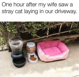 straycat.jpg