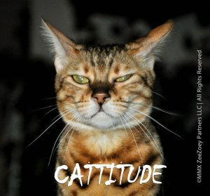 Cattitude.jpg