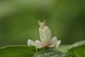 orchid-mantis2_James-OHanlon_resized.jpg