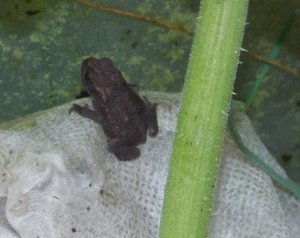 toadlet.jpg toadlet.jpg