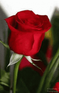 tenor[1].gif