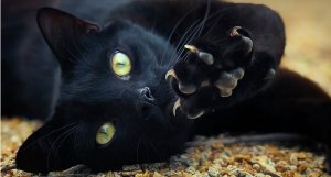 blackcat.jpg