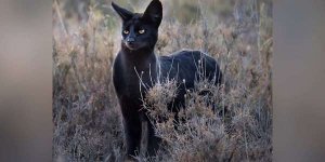 blackcat2.jpg
