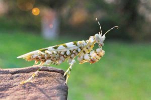 praying-mantis-1.jpg