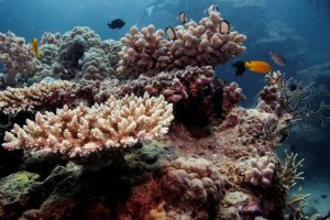 Coral reef.jpg