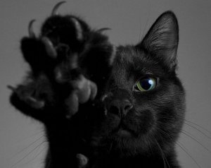 black-cat-breeds-1024x810.jpg